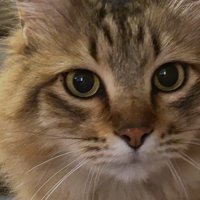 猫の顔
