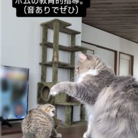 威嚇する子猫をパンチするサイベリアン