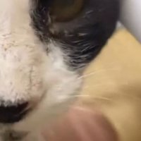 以前とは違う猫の様子を見て驚く投稿者