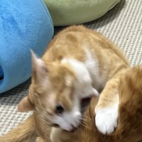 茶トラ猫の首に歯を当てる茶白猫