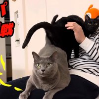 人間の膝の上に乗っている二匹の猫
