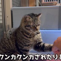 つつく猫