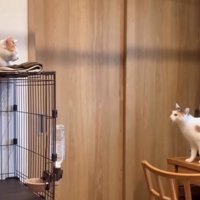 ケージの上を見つめる猫