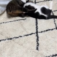取っ組み合いをする2匹の猫