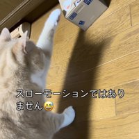 貯金箱に手を伸ばすスコティッシュフォールド