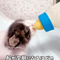 真剣にミルクを飲む子猫