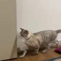 目の前にあるドアに気づかず歩いている猫