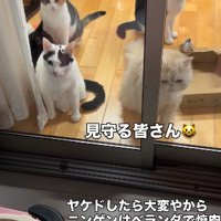焼き肉の様子を眺める猫たち
