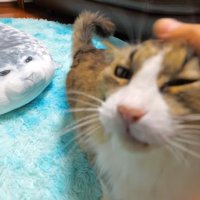 頭をなでなで