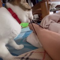 ヘアゴムを引っ張る猫