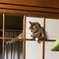 広がった穴に体を入れる猫