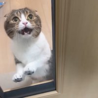 扉越し
