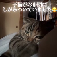 目を開けた猫