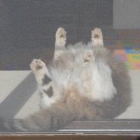 外から見た猫の様子