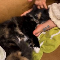 手を離されて頭が落ちる猫