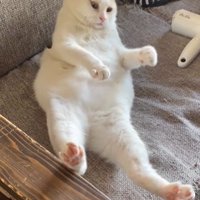 仰向けで寝ている猫