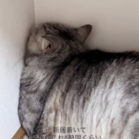 壁の角に顔を押し付けている猫（アップ）