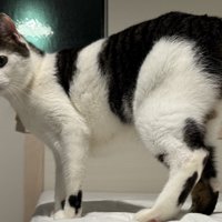 凛々しい表情でベッドの上に立つ猫