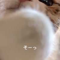 前足を伸ばす猫