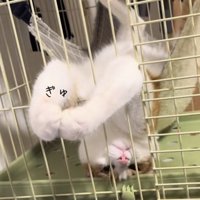 ハンモックでくつろぐ猫の写真3