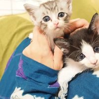 見上げる2匹の子猫