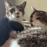 放心状態の猫