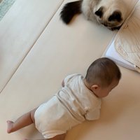 うつ伏せの赤ちゃんを見る猫