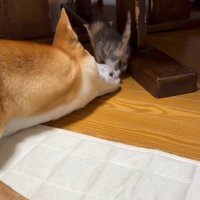 子猫をお世話する犬