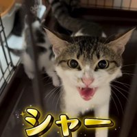 威嚇する猫