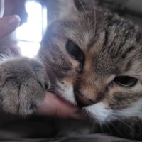 指をしゃぶる猫