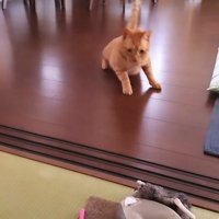 伏せる猫