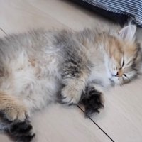 爆睡する子猫の全身