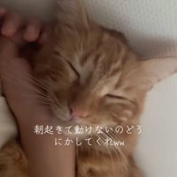 猫の寝顔