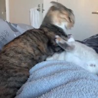 子猫を叱る先輩猫