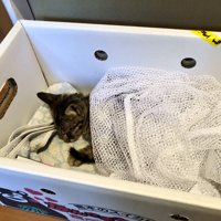 箱の中にいる子猫