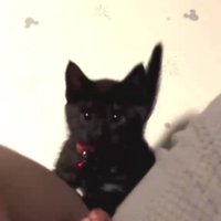 人の足元にいる子猫