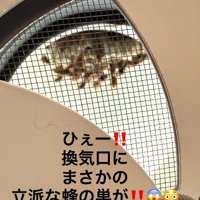 換気口をのぞき込む猫