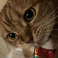 ちゅ〜るを食べている猫