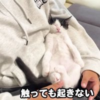 男性と寝ている猫