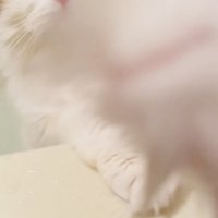 入浴中の飼い主さんのほうに手を伸ばすミヌエット