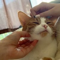 撫でられ手気持ちよさそうな猫