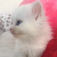 ピンクのクッションの隣にいる子猫