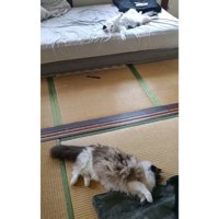 ベッドにいる猫