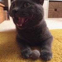 毛玉とグレーの猫