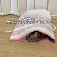 袋に入った猫