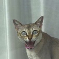 目と口を開けて飼い主を見つめる猫