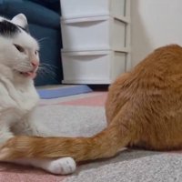 口をくちゃくちゃする猫