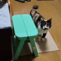 見上げる猫