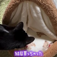 猫用ベッドに近づく猫