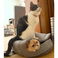 室内にいる猫